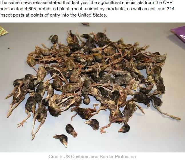 乾燥されて袋詰めにされた鳥（画像は『LADbible　2020年2月11日付「US Airport Officials Confiscate Bag Of Dead Birds From Chinese Passenger」（Credit: US Customs and Border Protection）』のスクリーンショット）
