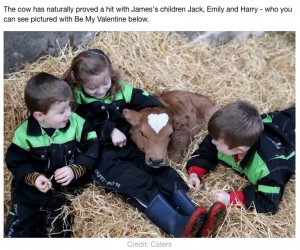 子供達と遊ぶ子牛（画像は『LADbible　2020年2月15日付「Calf Born On Valentine’s Day With Perfect Heart-Shaped Mark On Its Head」（Credit: Caters）』のスクリーンショット）