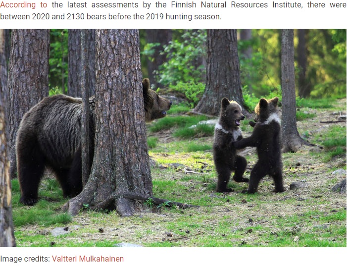 喧嘩をしているような子グマ（画像は『Bored Panda　2020年2月15日付「Teacher Stumbles Upon Baby Bears ‘Dancing’ In Finland Forest, Thinks He’s Imagining It」（Image credits: Valtteri Mulkahainen）』のスクリーンショット）