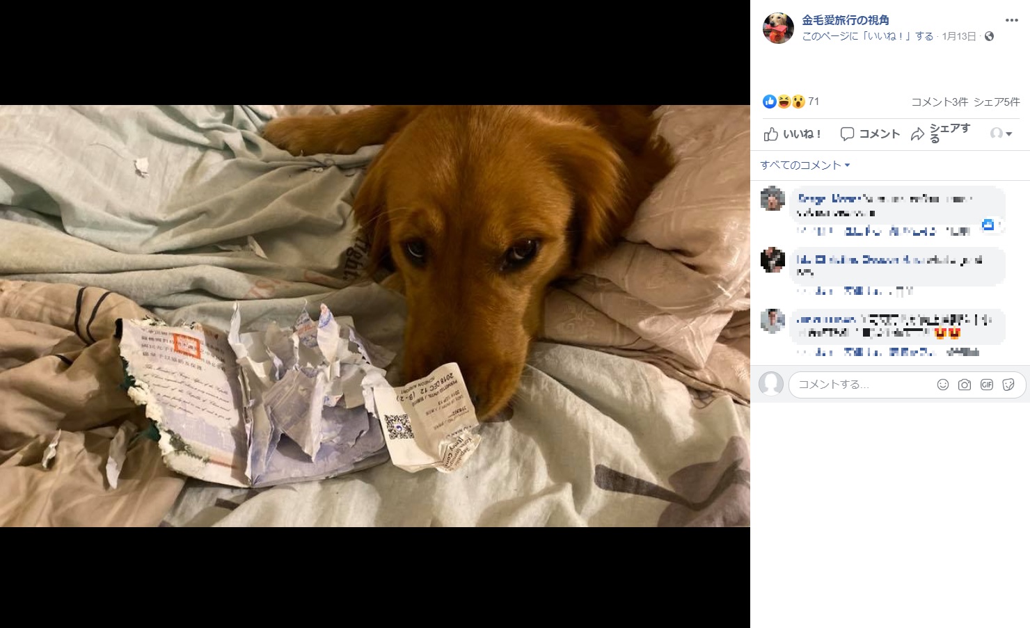 飼い主のパスポートを噛み砕いてしまった犬（画像は『金毛愛旅行の視角　2020年1月13日付Facebook「一回到房間發現這一幕！」』のスクリーンショット）