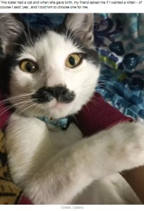 「チャップリン」や「ポアロ」とも呼ばれるネコのアルベルト（画像は『LADbible　2020年2月9日付「Cute Cat Alberto Sports Perfect Hercule Poirot Moustache」（Credit: Caters）』のスクリーンショット）