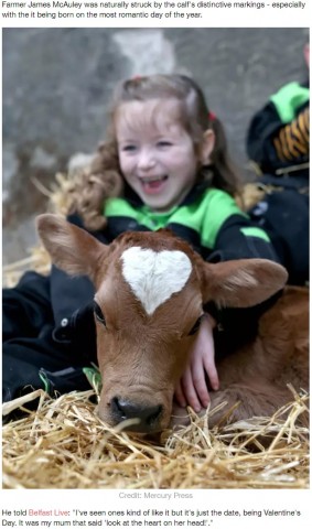 【海外発！Breaking News】見事なハート模様を持つ子牛がバレンタインデーに誕生（北アイルランド）