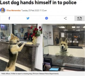 【海外発！Breaking News】「警察犬に志願？」「迷子？」夜中に警察署のカウンターにやってきた犬（米）