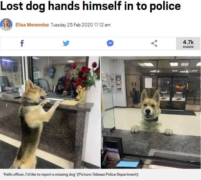 警察署のカウンターにやってきた犬（画像は『Metro　2020年2月25日付「Lost dog hands himself in to police」（Picture: Odessa Police Department）』のスクリーンショット）