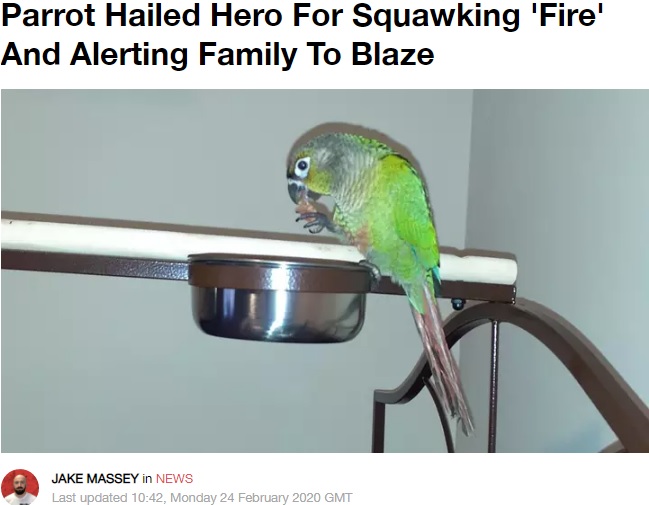 「ファイヤー」と叫んで火事を知らせたオウム（画像は『LADbible　2020年2月24日付「Parrot Hailed Hero For Squawking ‘Fire’ And Alerting Family To Blaze」（Credit: SWNS）』のスクリーンショット）