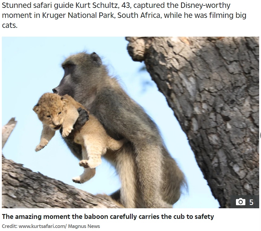 ライオンの赤ちゃんを抱くヒヒ（画像は『The Sun　2020年2月3日付「LIFE APES ART Baboon recreates iconic Simba scene from The Lion King by grabbing a cub from a tree and holding it aloft」（Credit: www.kurtsafari.com/ Magnus News）』のスクリーンショット）