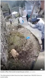 その場で撲殺される犬（画像は『The Sun　2020年2月26日付「‘EXCUSE FOR ABUSE’ Coronavirus quarantine cops batter terrified little dog to death in China in horrifying bid to stop bug spreading」（Credit: AsiaWire）』のスクリーンショット）