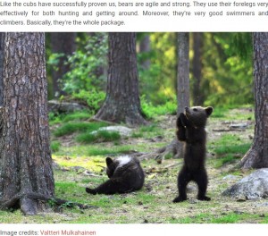 遊んでいる子グマたち（画像は『Bored Panda　2020年2月15日付「Teacher Stumbles Upon Baby Bears ‘Dancing’ In Finland Forest, Thinks He’s Imagining It」（Image credits: Valtteri Mulkahainen）』のスクリーンショット）