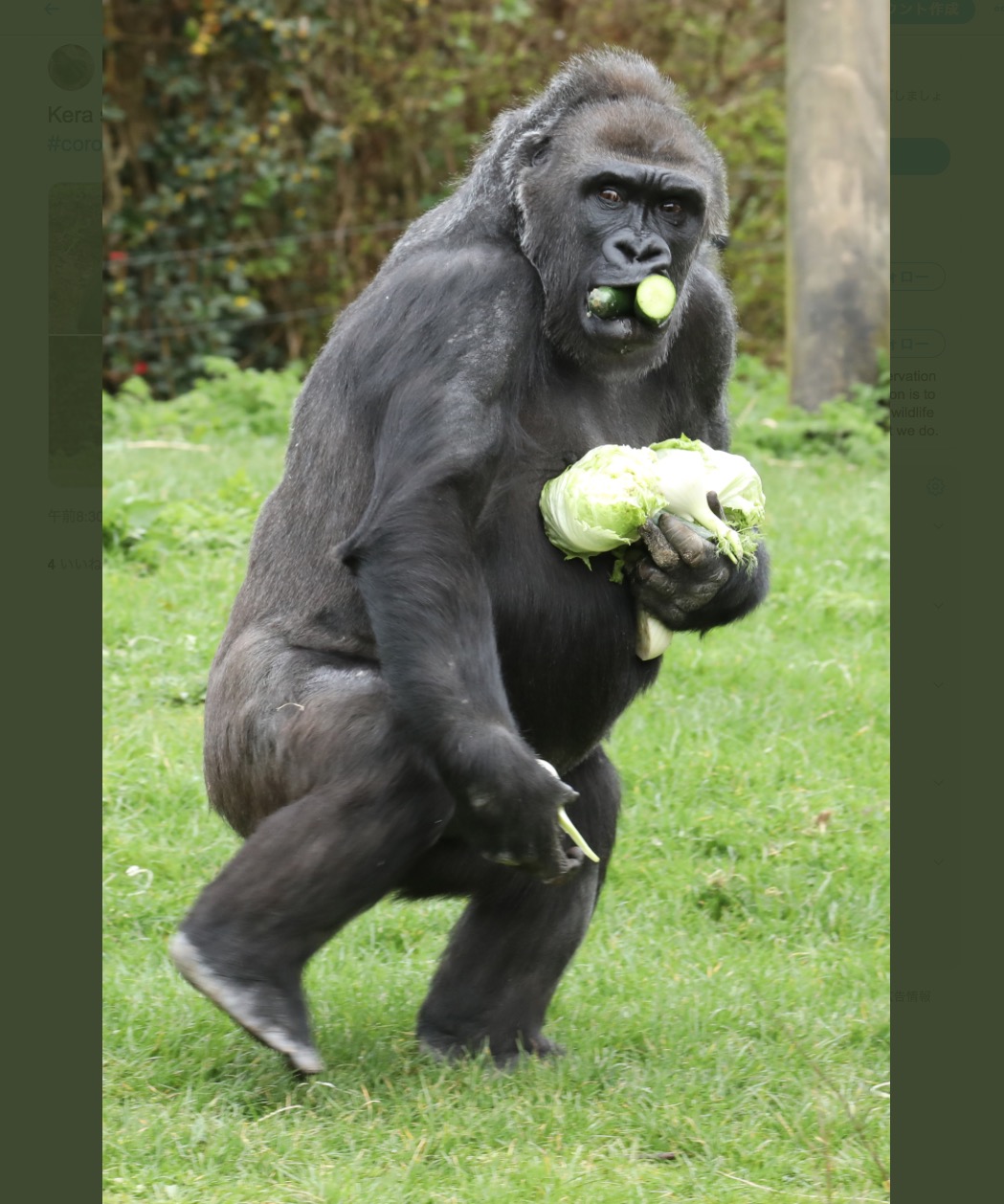 英動物園で撮影されたゴリラ（画像は『Miriam Haas　2020年3月22日付Twitter「Kera stockpiling her vegetables as a response to ＃coronvirusuk」』のスクリーンショット）