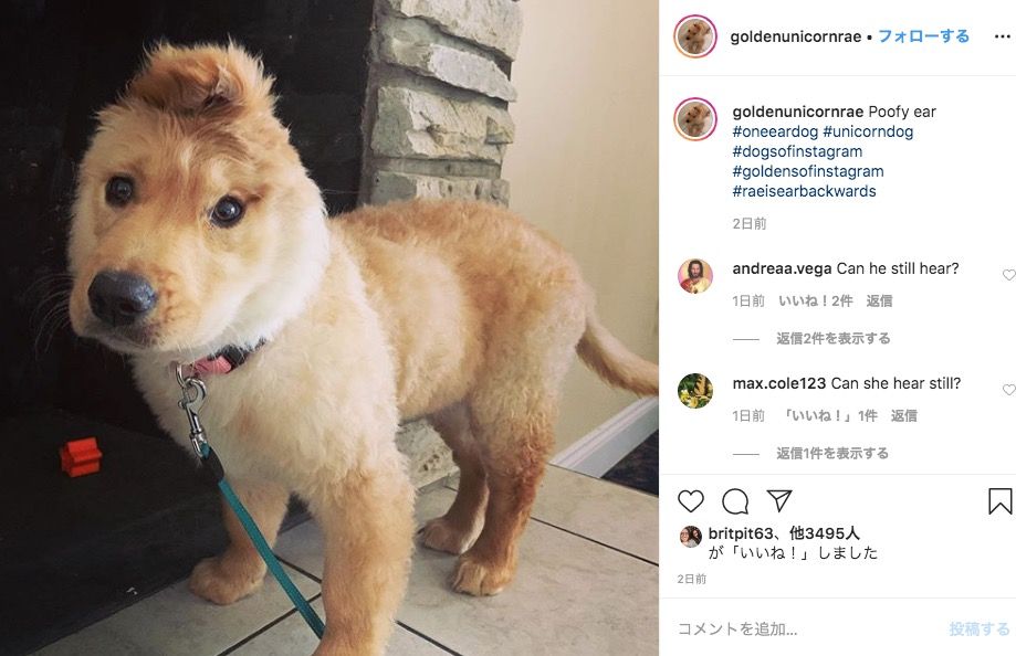 「ユニコーン・ドッグ」のレイ（画像は『Rae the Golden Retriever　2020年3月10日付Instagram「Poofy ear ＃oneeardog ＃unicorndog」』のスクリーンショット）