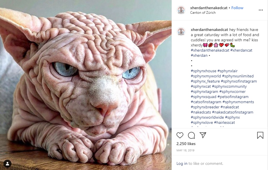 怖い表情のスフィンクス（画像は『Xherdan the naked Cat　2019年5月18日付Instagram「hey friends have a great caturday with a lot of food and cuddles!」』のスクリーンショット）