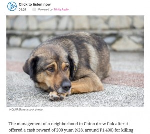 【海外発！Breaking News】中国の自治体「野良犬を殺した人は1頭につき3千円以上の報酬」と通達し物議
