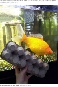 約30センチに成長した金魚（画像は『Mirror　2020年3月17日付「Woman horrified after two-inch goldfish grows into ‘monster’ and eats tank mates」（Image: Caters News Agency）』のスクリーンショット）
