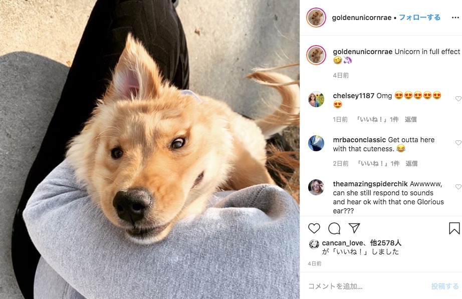 耳がひとつ、それも頭の中央にある犬（画像は『Rae the Golden Retriever　2020年3月8日付Instagram「Unicorn in full effect」』のスクリーンショット）