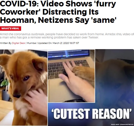 仕事をしようとする男性の手を掴むペット犬（画像は『Republic World　2020年3月21日付「COVID-19: Video Shows ‘furry Coworker’ Distracting Its Hooman, Netizens Say ‘same’」』のスクリーンショット）