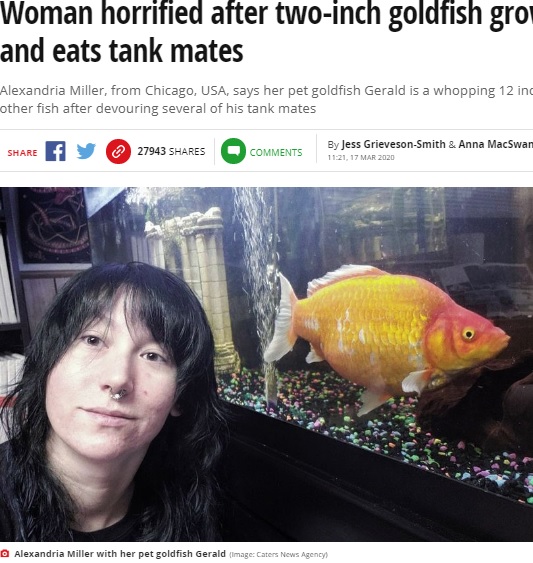 5センチだった金魚が2年弱で6倍の大きさに（画像は『Mirror　2020年3月17日付「Woman horrified after two-inch goldfish grows into ‘monster’ and eats tank mates」（Image: Caters News Agency）』のスクリーンショット）