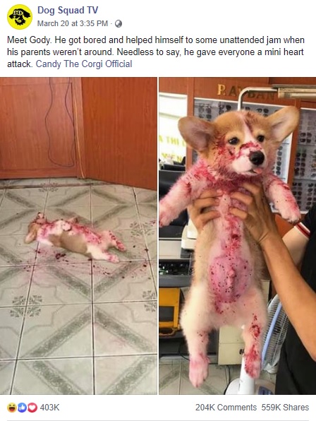 身体中にジャムがつき、死んだふりをする犬（画像は『Dog Squad TV　2020年3月20日付Facebook「Meet Gody.」』のスクリーンショット）
