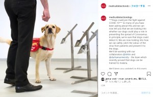 【海外発！Breaking News】英大学ら「新型コロナ探知犬」計画進める　6週間後の実現に向け「COVID-19に対する革命的な方法となり得る」（英）