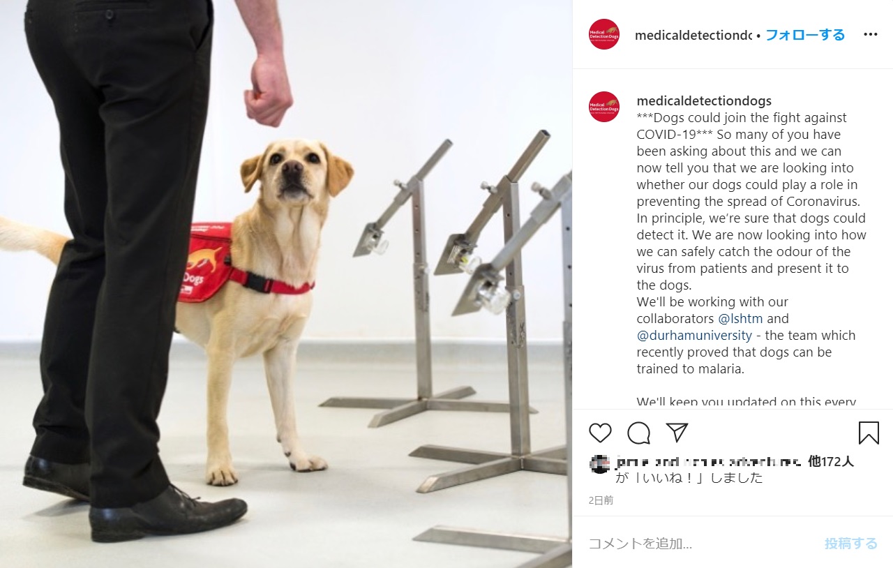 新型コロナのパンデミック収束に向けて「探知犬」が活躍か（画像は『Medical Detection Dogs　2020年3月27日付Instagram「***Dogs could join the fight against COVID-19***」』のスクリーンショット）