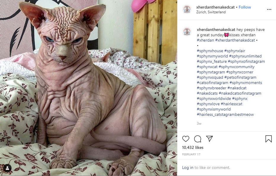 皺だらけのジェルダン（画像は『Xherdan the naked Cat　2020年2月17日付Instagram「hey peeps have a great sunday」』のスクリーンショット）