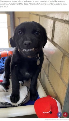 【海外発！Breaking News】「僕をもらって」　歯を見せて笑うアニマルシェルターの犬（米）＜動画あり＞