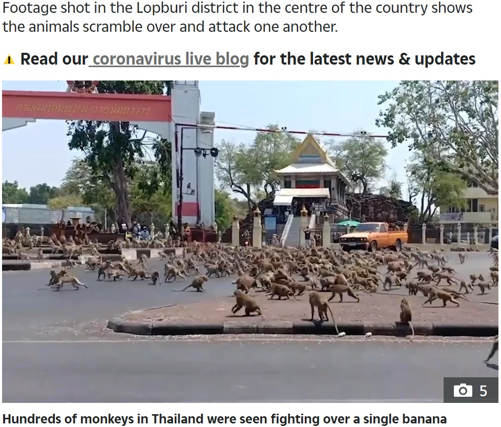 タイ中部の街ロッブリーで暴走するサル（画像は『The Sun　2020年3月13日付「MONKEY NUTS Hundreds of ravenous wild monkeys terrorise Thai city in search of food after coronavirus drives tourists away」』のスクリーンショット）