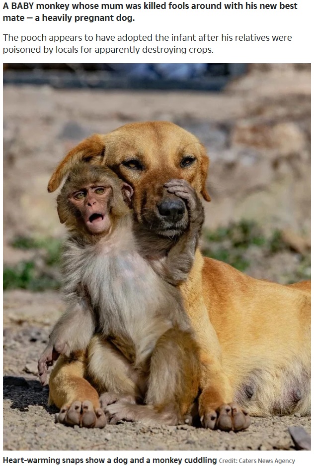 妊娠中の犬を母親のように慕う子猿（画像は『The Sun　2020年3月18日付「BEAST MATES Heart-warming snaps show heavily pregnant dog hugging orphaned baby monkey」（Credit: Caters News Agency）』のスクリーンショット）