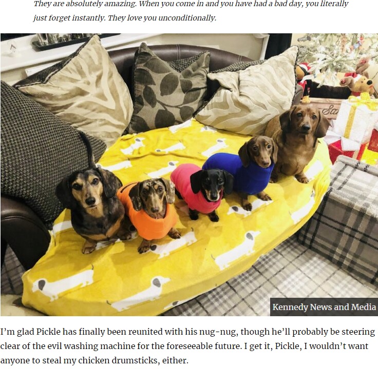 レベッカさんが飼っている5匹のダックスフンド（画像は『UNILAD　2020年4月27日付「Dog Stares At Machine For Hour-Long Cycle As Owner Washes Favourite Toy」（Kennedy News and Media）』のスクリーンショット）