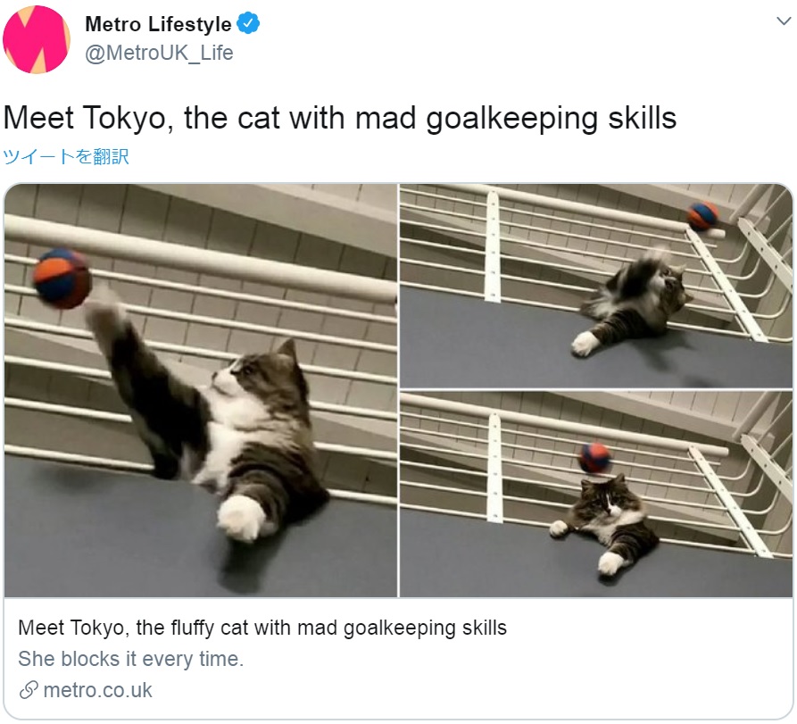 投げられたボールは必ずセーブするネコ（画像は『Metro Lifestyle　2020年4月29日付Twitter「Meet Tokyo, the cat with mad goalkeeping skills」（Picture: Luca Giaretta / SWNS.COM）』のスクリーンショット）