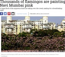【海外発！Breaking News】ロックダウンでフラミンゴの飛来数が昨年比25％増加　ピンクに染まるムンバイ（印）