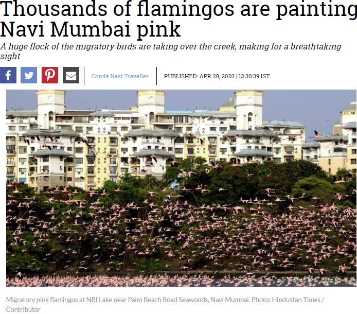 ムンバイのアパートの前に集うフラミンゴ（画像は『CN Traveller　2020年4月20日付「Thousands of flamingos are painting Navi Mumbai pink」（Photo: Hindustan Times / Contributor）』のスクリーンショット）
