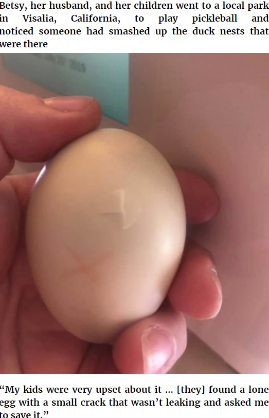 ヒビが入った鴨の卵（画像は『Bored Panda　2020年4月20日付「Kids Destroy Duck’s Nest, Woman Saves Cracked Egg By Carrying It In Her Bra For 35 Days」』のスクリーンショット）
