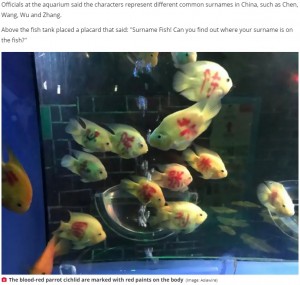 【海外発！Breaking News】中国の水族館、魚に人名を書いて「あなたの名字が見つかるかな？」SNS大炎上