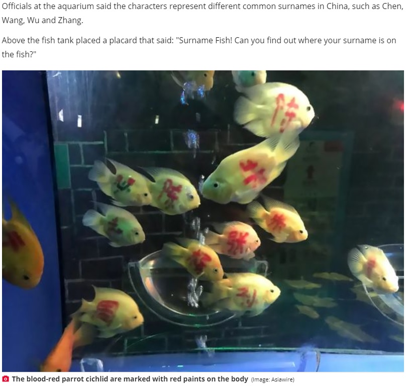 中国国民に多い名字を魚にペイント（画像は『Daily Star　2020年4月24日付「Aquarium in China sparks fury for writing names on fish to ‘attract visitors’」（Image: Asiawire）』のスクリーンショット）