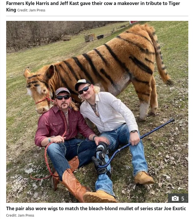 牛をペイントして自分達は仮装し『タイガーキング』を再現（画像は『The Sun　2020年4月16日付「TIGER COW Farmers give their cow a TIGER makeover for Joe Exotic-style photoshoot」（Credit: Jam Press）』のスクリーンショット）