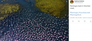 一斉に飛び立つフラミンゴ（画像は『Sanjivrao Katakam　2020年4月23日付Twitter「Flamingos back in Mumbai creek.」』のスクリーンショット）