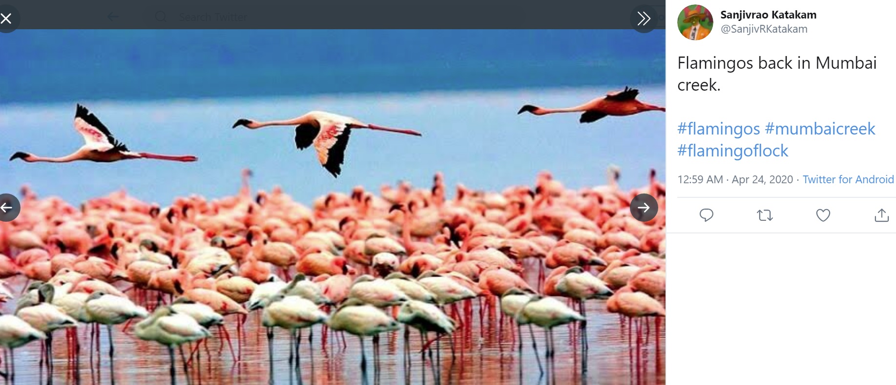 ピンクの羽が美しいフラミンゴ（画像は『Sanjivrao Katakam　2020年4月23日付Twitter「Flamingos back in Mumbai creek.」』のスクリーンショット）
