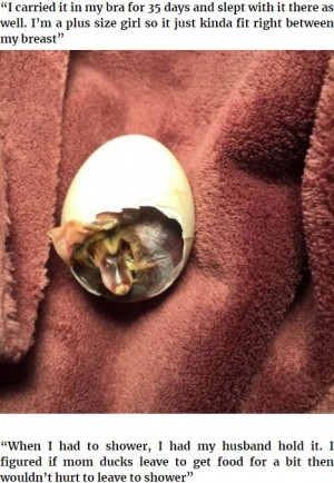 【海外発！Breaking News】ヒビが入った鴨の卵　発見した女性がブラジャーの中で35日間温めて孵化（米）