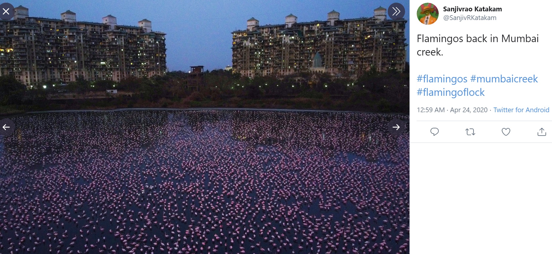 幻想的な光景（画像は『Sanjivrao Katakam　2020年4月23日付Twitter「Flamingos back in Mumbai creek.」』のスクリーンショット）