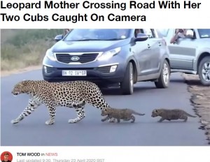 【海外発！Breaking News】ヒョウの子供2頭を連れて道路を渡る母親　南アフリカの国立公園で＜動画あり＞