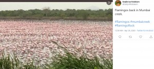 フラミンゴでピンクに染まった一帯（画像は『Sanjivrao Katakam　2020年4月23日付Twitter「Flamingos back in Mumbai creek.」』のスクリーンショット）