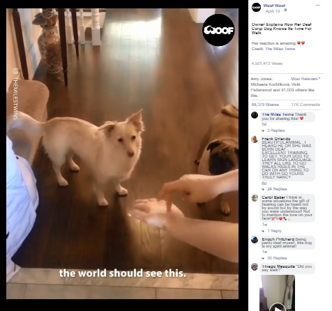 耳に障がいがある犬に手話でコミュニケーション（画像は『Woof Woof　2020年4月19日付Facebook「Owner Explains How Her Deaf Corgi Dog Knows Its Time For Walk」（Credit: The Miles Twins）』のスクリーンショット）