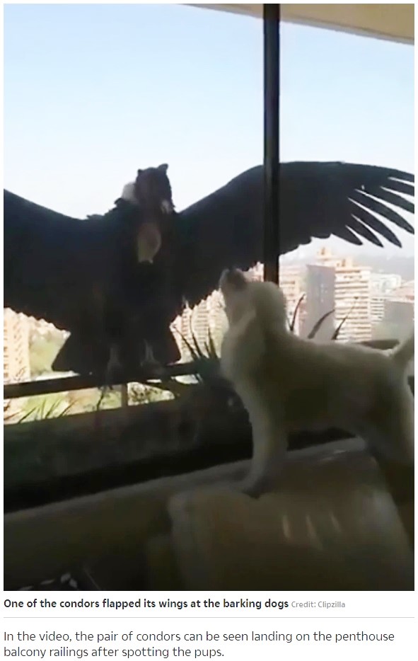 窓の外からプードルをにらみつけるコンドル（画像は『The Sun　2020年4月23日付「GET OUT CLAWS Terrifying moment huge birds of prey eye up three pet poodles through apartment window」（Credit: Clipzilla）』のスクリーンショット）
