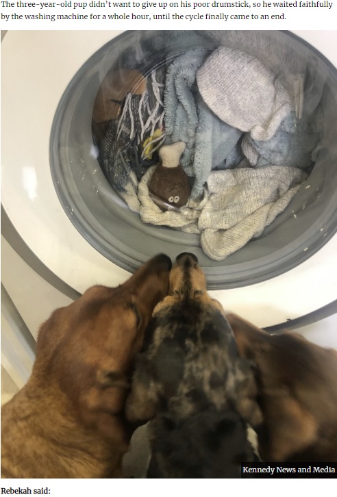 洗濯機の中のおもちゃを見つめる犬たち（画像は『UNILAD　2020年4月27日付「Dog Stares At Machine For Hour-Long Cycle As Owner Washes Favourite Toy」（Kennedy News and Media）』のスクリーンショット）