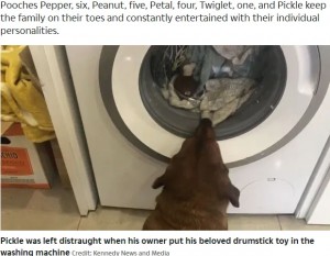 【海外発！Breaking News】「僕のお気に入りが！」洗濯機に入れられたおもちゃを待ち続ける犬がキュート（英）＜動画あり＞