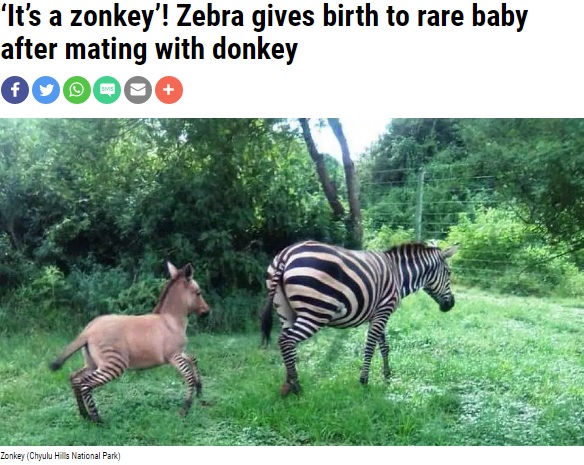 母親のシマウマを追いかける“ゾンキー”（画像は『WGHP FOX8　2020年4月12日付「‘It’s a zonkey’! Zebra gives birth to rare baby after mating with donkey」（Chyulu Hills National Park）』のスクリーンショット）