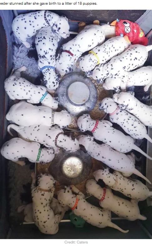 誕生した18匹のダルメシアンの赤ちゃん（画像は『LADbible　2020年5月18日付「Dalmatian Gives Birth To Litter Of 18 Puppies After 14-Hour Labour」（Credit: Caters）』のスクリーンショット）