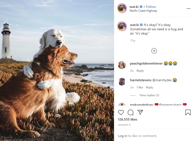 キコにハグするワトソン（画像は『Watson ＆ Kiko　2020年1月6日付Instagram「It’s okay? It’s okay.」』のスクリーンショット）
