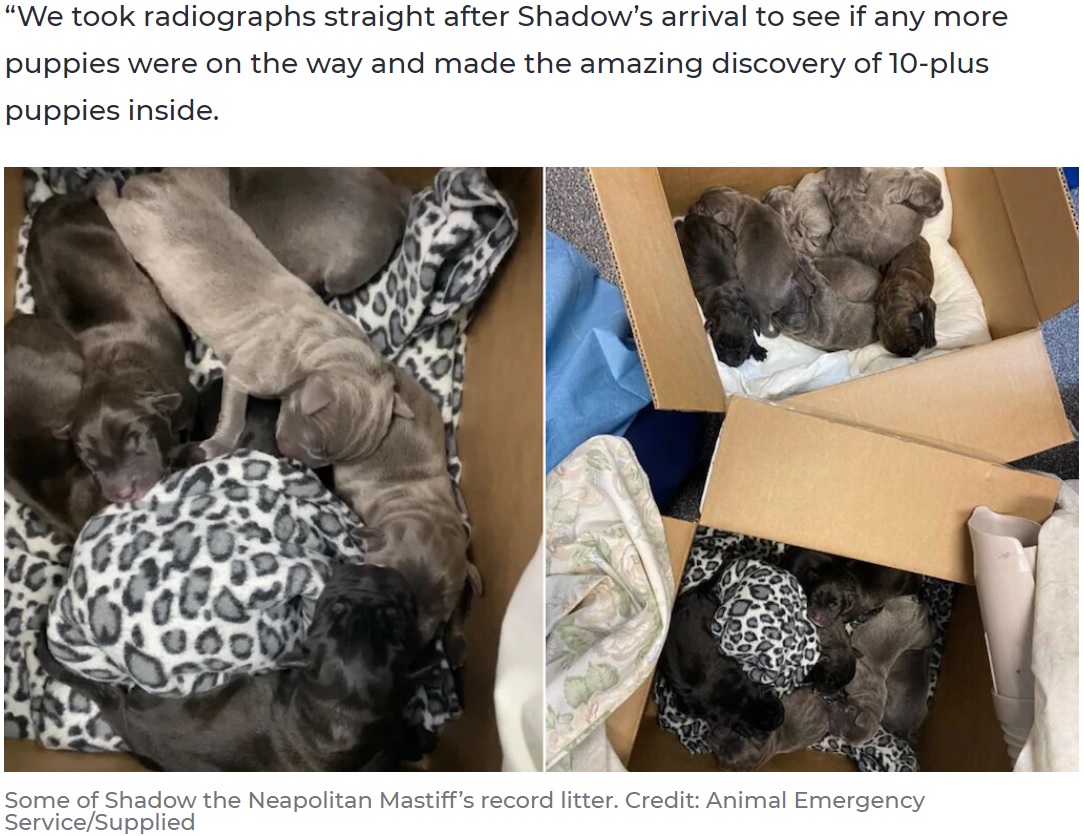 21匹の誕生はオーストラリア国内で新記録！（画像は『7NEWS.com.au　2020年4月22日付「Queensland Neapolitan Mastiff gives birth to record Australia puppy litter」（Credit: Animal Emergency Service/Supplied）』のスクリーンショット）