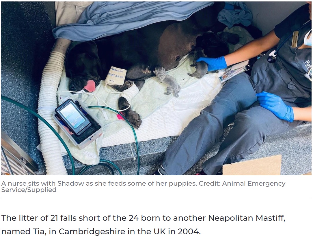 21匹を産んだ母犬“シャドウ”（画像は『7NEWS.com.au　2020年4月22日付「Queensland Neapolitan Mastiff gives birth to record Australia puppy litter」（Credit: Animal Emergency Service/Supplied）』のスクリーンショット）